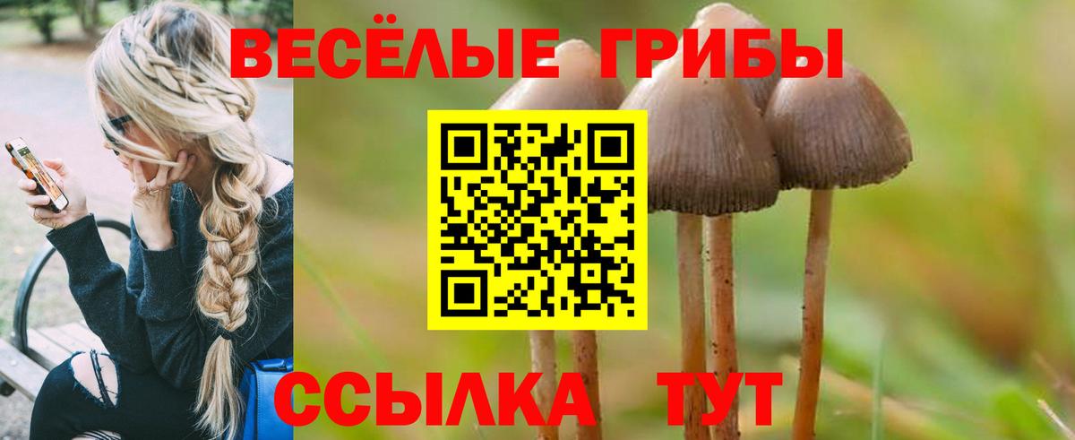 Галлюциногенные грибы Psilocybe Клин
